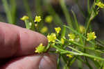 Low spearwort